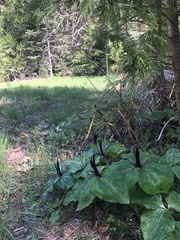 Trillium kurabayashii
