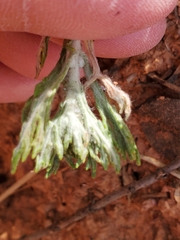 Eriophyllum lanatum croceum