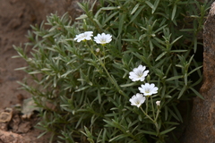 Cerastium arvense strictum
