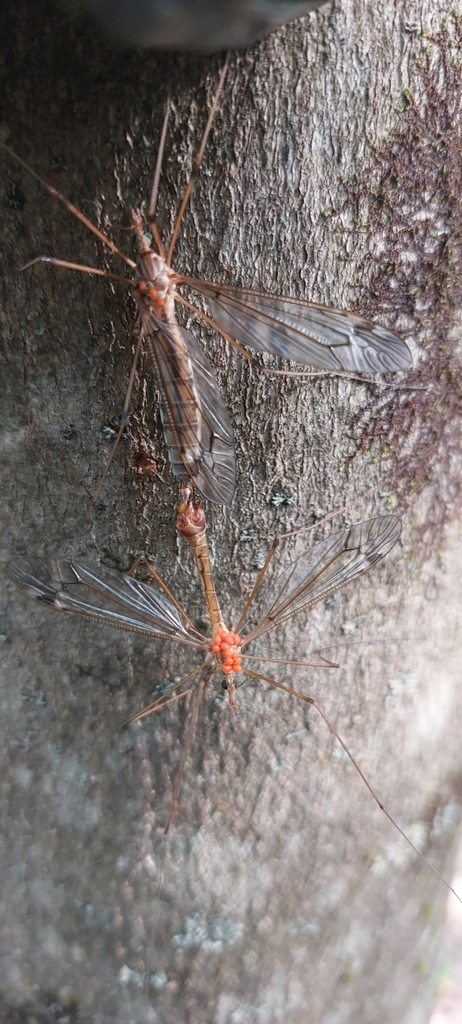 Tipula valida
