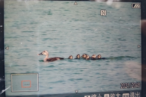 Eastern Spot-billed Duck