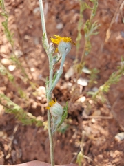 Eriophyllum lanatum croceum