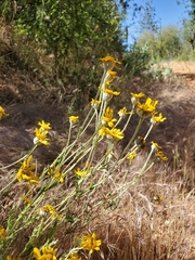 Eriophyllum lanatum achilleoides