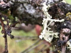 Ramalina canariensis