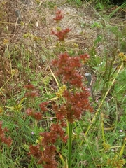 Juncus xiphioides