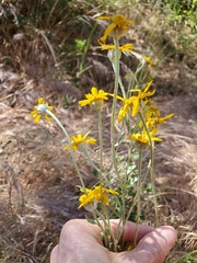 Eriophyllum lanatum achilleoides