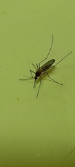 Culiseta longiareolata