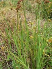 Juncus xiphioides