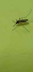 Culiseta longiareolata