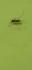 Culiseta longiareolata