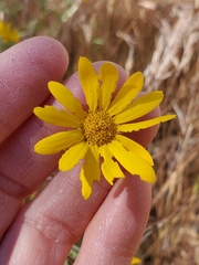 Eriophyllum lanatum achilleoides