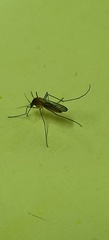 Culiseta longiareolata
