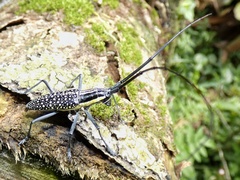 Ptychodes taeniotoides