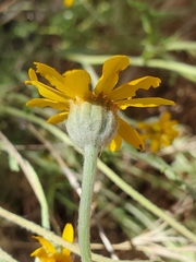 Eriophyllum lanatum achilleoides