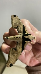 Adhemarius eurysthenes