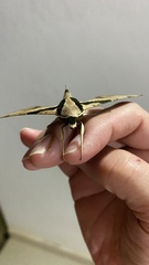 Adhemarius eurysthenes