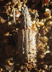 Microcerus