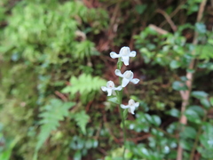 Platanthera brevicalcarata