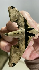 Adhemarius eurysthenes