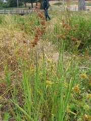 Juncus xiphioides