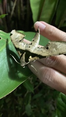 Adhemarius eurysthenes