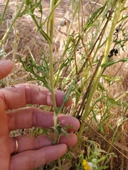 Eriophyllum lanatum achilleoides