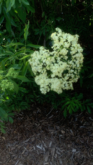 Sambucus cerulea