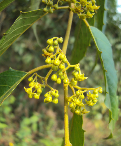 Maesopsis eminii