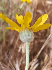 Eriophyllum lanatum achilleoides