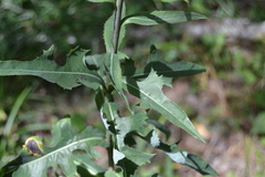 Lactuca canadensis