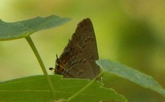 Satyrium kingi