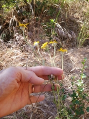 Eriophyllum lanatum achilleoides