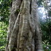 Ficus destruens - Photo (c) Nemo's great uncle, algunos derechos reservados (CC BY-NC-SA)
