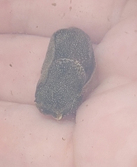 Aglaja ocelligera