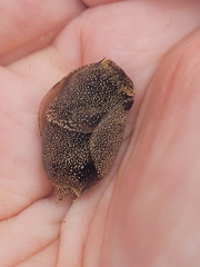 Aglaja ocelligera
