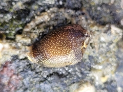 Aglaja ocelligera