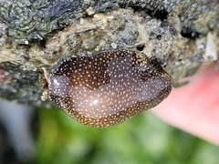 Aglaja ocelligera