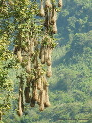 Psarocolius montezuma