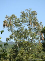 Platanus mexicana