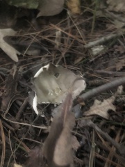 Helvella costifera