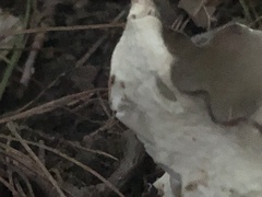 Helvella costifera
