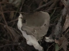 Helvella costifera