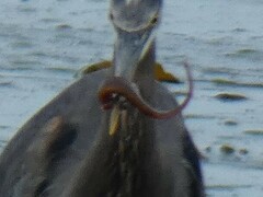 Apodichthys flavidus