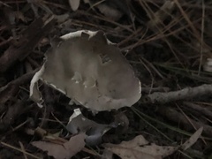 Helvella costifera