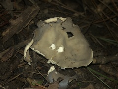 Helvella costifera
