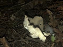 Helvella costifera