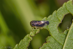 Pediopsoides distinctus