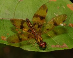Perithemis thais