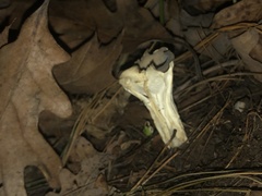 Helvella costifera