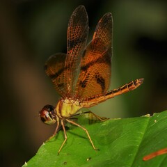 Perithemis thais